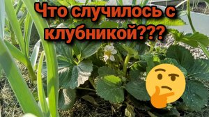 Деформированные листья у клубники. В чем причина?