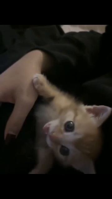 Клип @meowtaverse