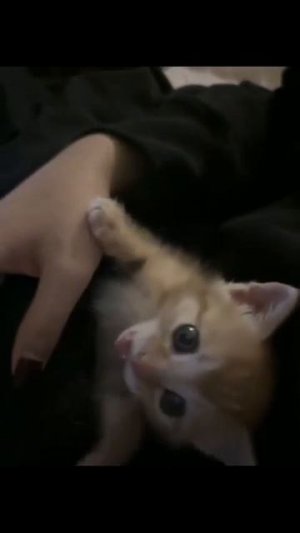 Клип @meowtaverse