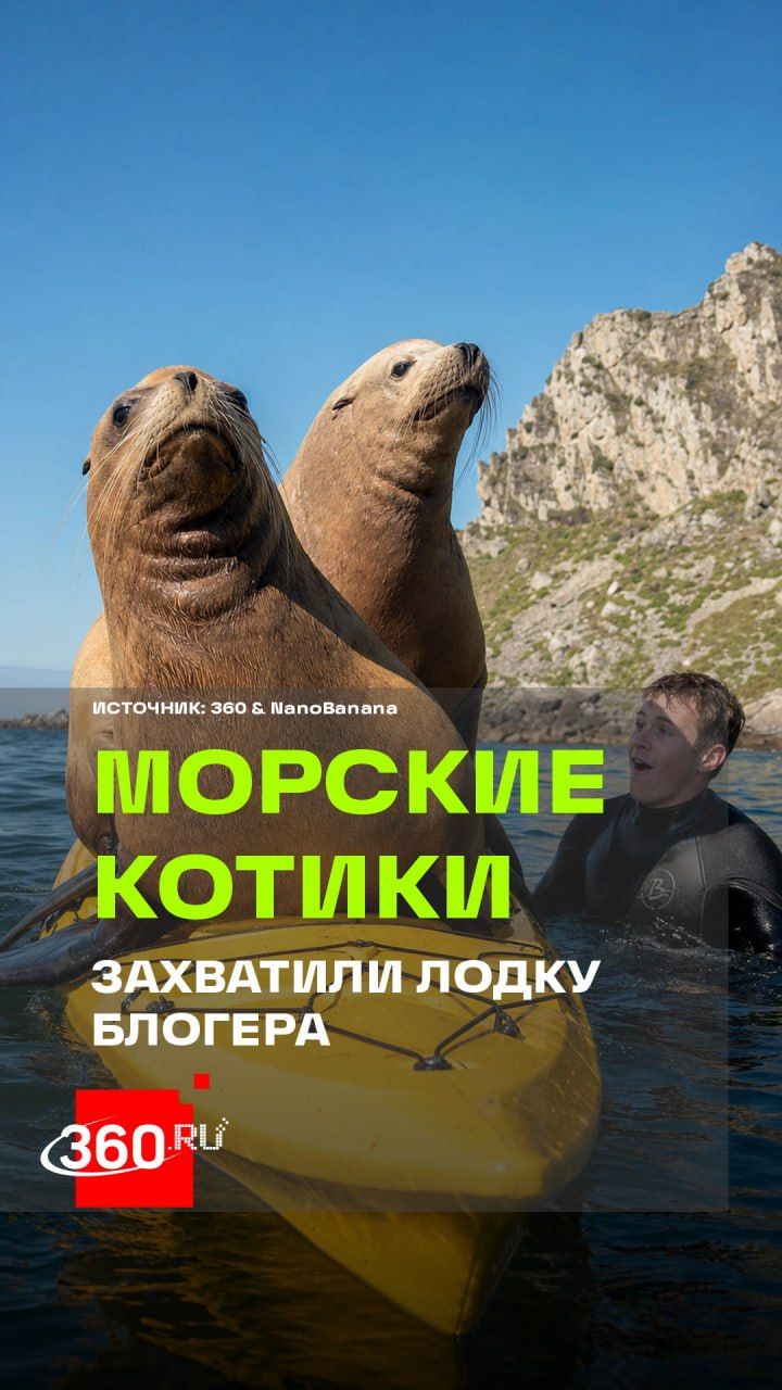 Морские котики напали на судно блогера у берегов Намибии
