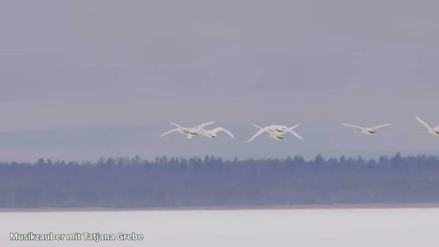 СКАЗОЧНАЯ ПТИЦА ✨ ПЕСНЯ О СЧАСТЬЕ И КРЫЛЬЯХ ДЛЯ ДУШИ _ TATJANA GREBE – MUSIKZAUBER MIT TATJANA GREBE