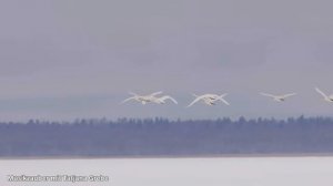 СКАЗОЧНАЯ ПТИЦА ✨ ПЕСНЯ О СЧАСТЬЕ И КРЫЛЬЯХ ДЛЯ ДУШИ _ TATJANA GREBE – MUSIKZAUBER MIT TATJANA GREBE