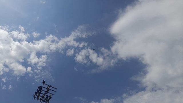 Николаевские голуби. Потихоньку разминаем
