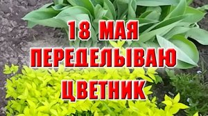 18 мая. Переделываю цветник