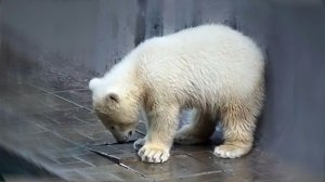 Маму Герду с Умкой перевели на дачу, где медвежонок решил проверить, хорошо ли держатся плитки.
