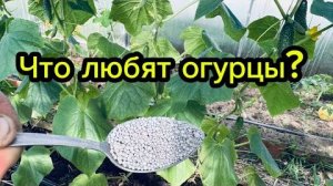 Подкормка огурцов в период цветения: чем удобрить для обильных завязей и большого урожая