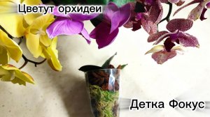 #195 ОрхоVLOG Орхидея Фокус- пересадка. Обрежем для нового цветения.