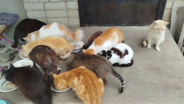 Новости котодвора 😽🐱😻🐕🥣