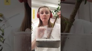 Нашла корневого мучнистого червеца в корнях Шеффлеры. Как выглядит? что делать?
