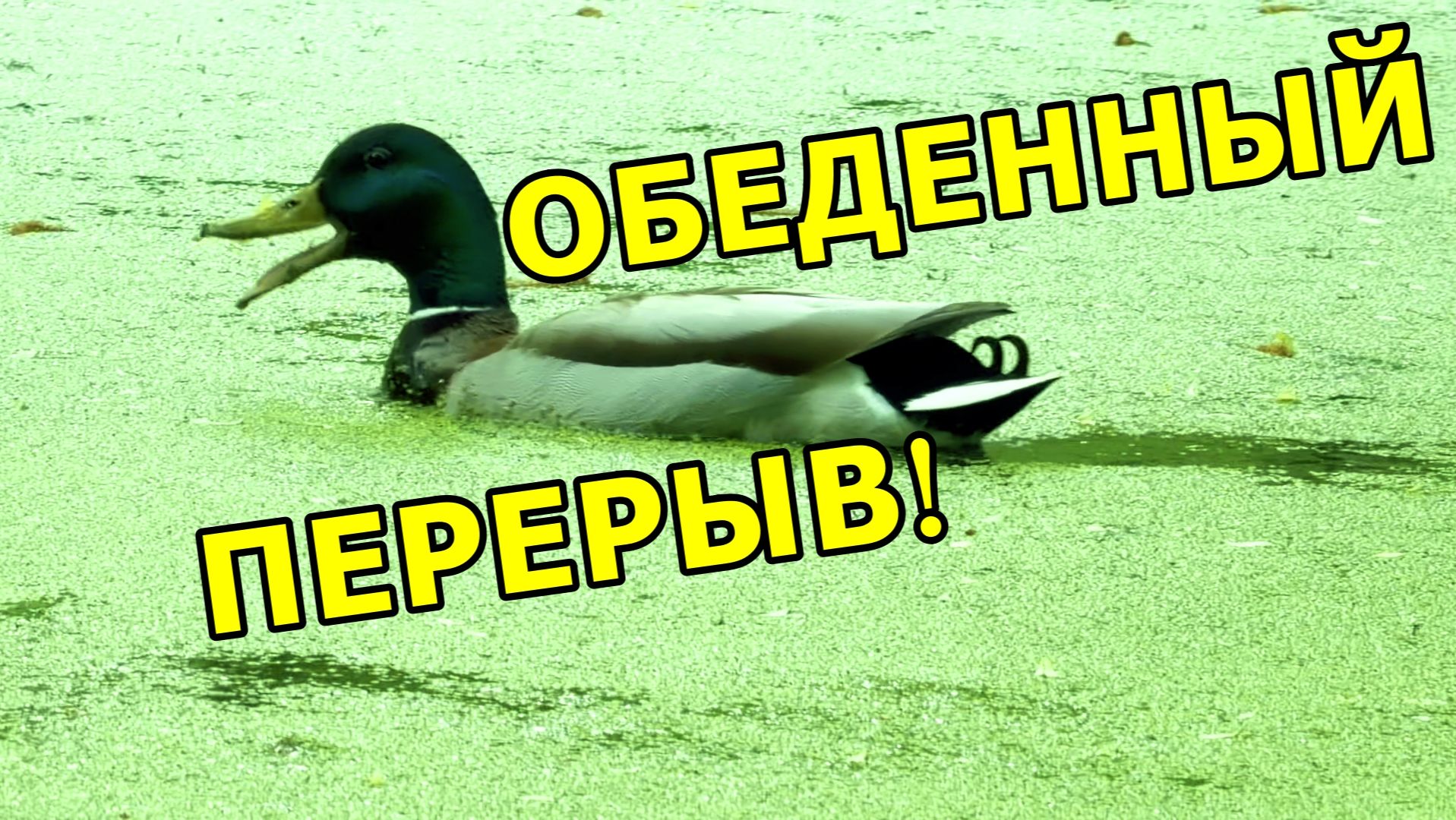 ВСЕ МЫ НЕМНОГО СЕЛЕЗЕНЬ В ОБЕД! 😂 ИЩЕТ 🦆СЕЛЕЗЕНЬ СЕКРЕТ, ГДЕ ЗАПРЯТАН ВЕСЬ ОБЕД!