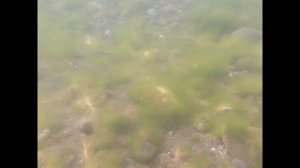Подводная съёмка в Чёрном море