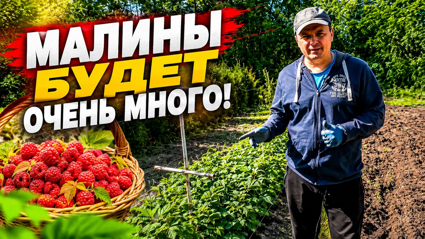От этой подкормки малины зависит весь урожай! Весенняя подкормка малины.