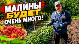 От этой подкормки малины зависит весь урожай! Весенняя подкормка малины.