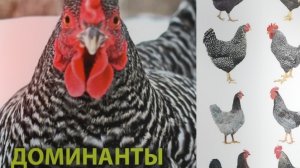 Куры ДОМИНАНТ описание