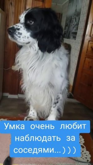О соседях...))) #como #собака #животныешляйх #like #прикол #смехпродлеваетжизнь #юмор #like4like