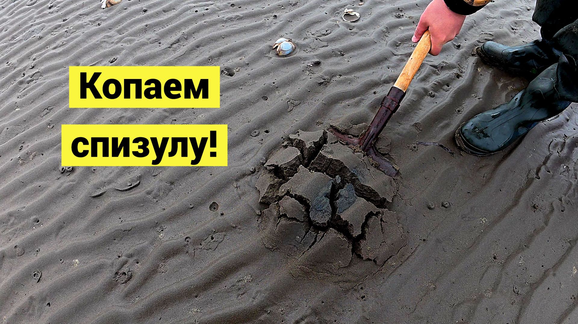 Море ушло и нужно быстро накопать морепродуктов!