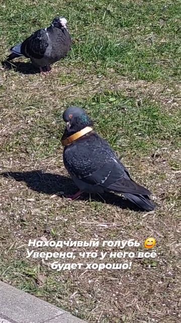 Находчивый голубь