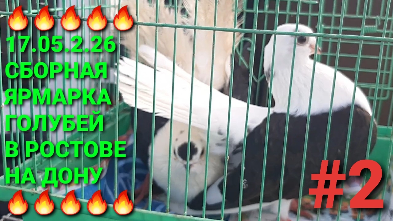 🔥🔥🔥 17.05.26 Сборная ярмарка голубей в Ростове на Дону. Птичий рынок. Часть 2.