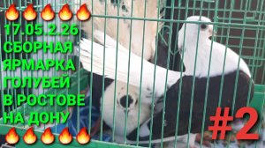 🔥🔥🔥 17.05.26 Сборная ярмарка голубей в Ростове на Дону. Птичий рынок. Часть 2.