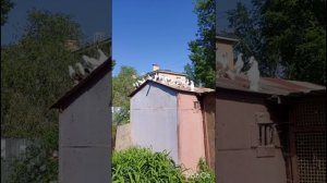 голуби Ломова Приучаю к удочке