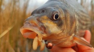 Ловля КАРАСЯ на мормышку. Рыбалка на карася в сухом камыше с лодки на боковой кивок.