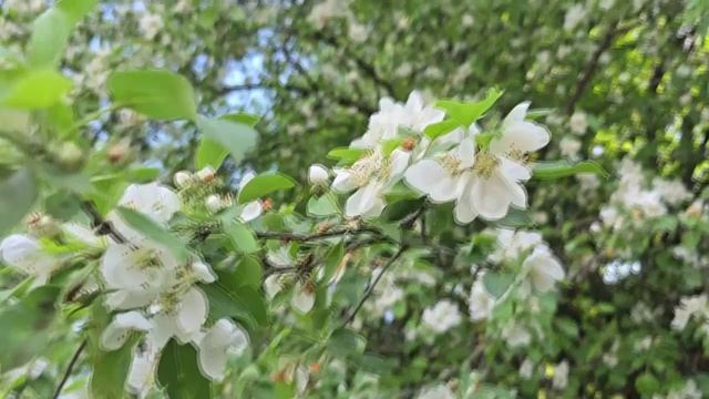 Вино из ОДУВАНЧИКОВ (на стихи Леонида Филатова) смотреть онлайн