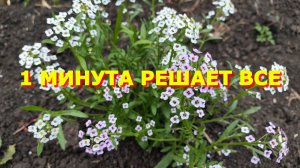 84. 1 минута решает все