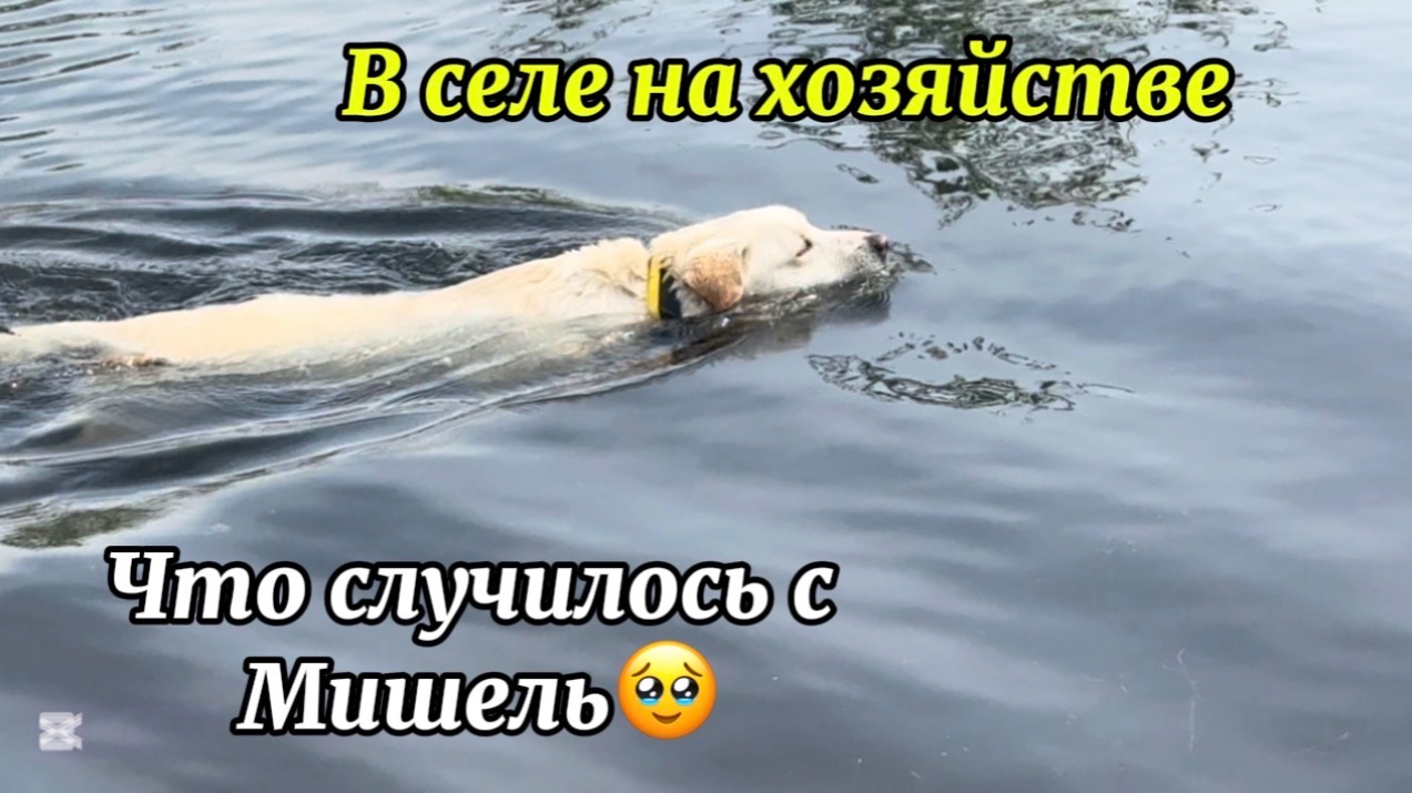 ❤️Тяжёлый день/ Не могу быть дома одна/ Виноград, теплица, готовка