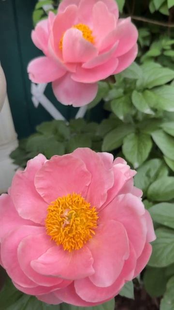 Салмон Дрим🌸🌿🌸🌿🌸 смотреть онлайн