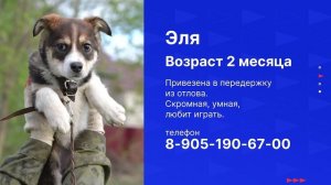 Собаки на передержке ищут любящих хозяев