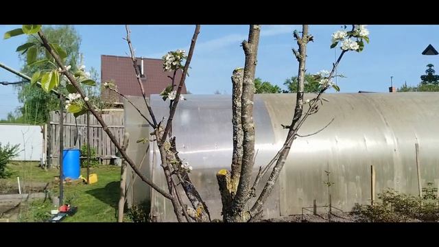 От муравьев и тли. Покупки с «Вайлдберриз». Мою окна.