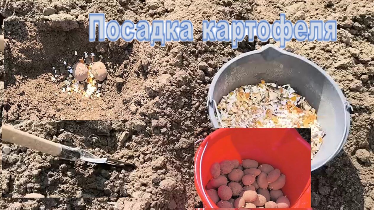 Посадка картофеля с добавление в лунки смеси из сушеных цитрусовых корок, бананов и яичной скорлупы.