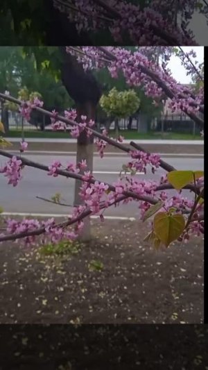 Красота