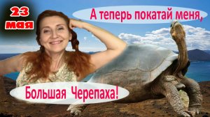 23 мая Всемирный День черепахи