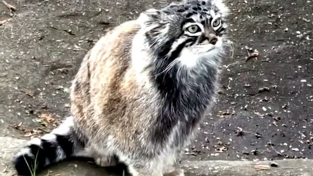 Заставка для видео Кто подскажет, что это за животное № 570