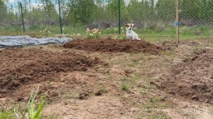 1 часть,Начинаю посадки . Успеть все за один выходной.