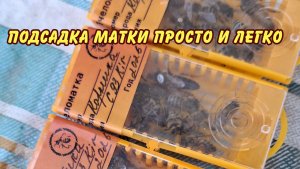 пчеловодство. подсадка матки просто и легко