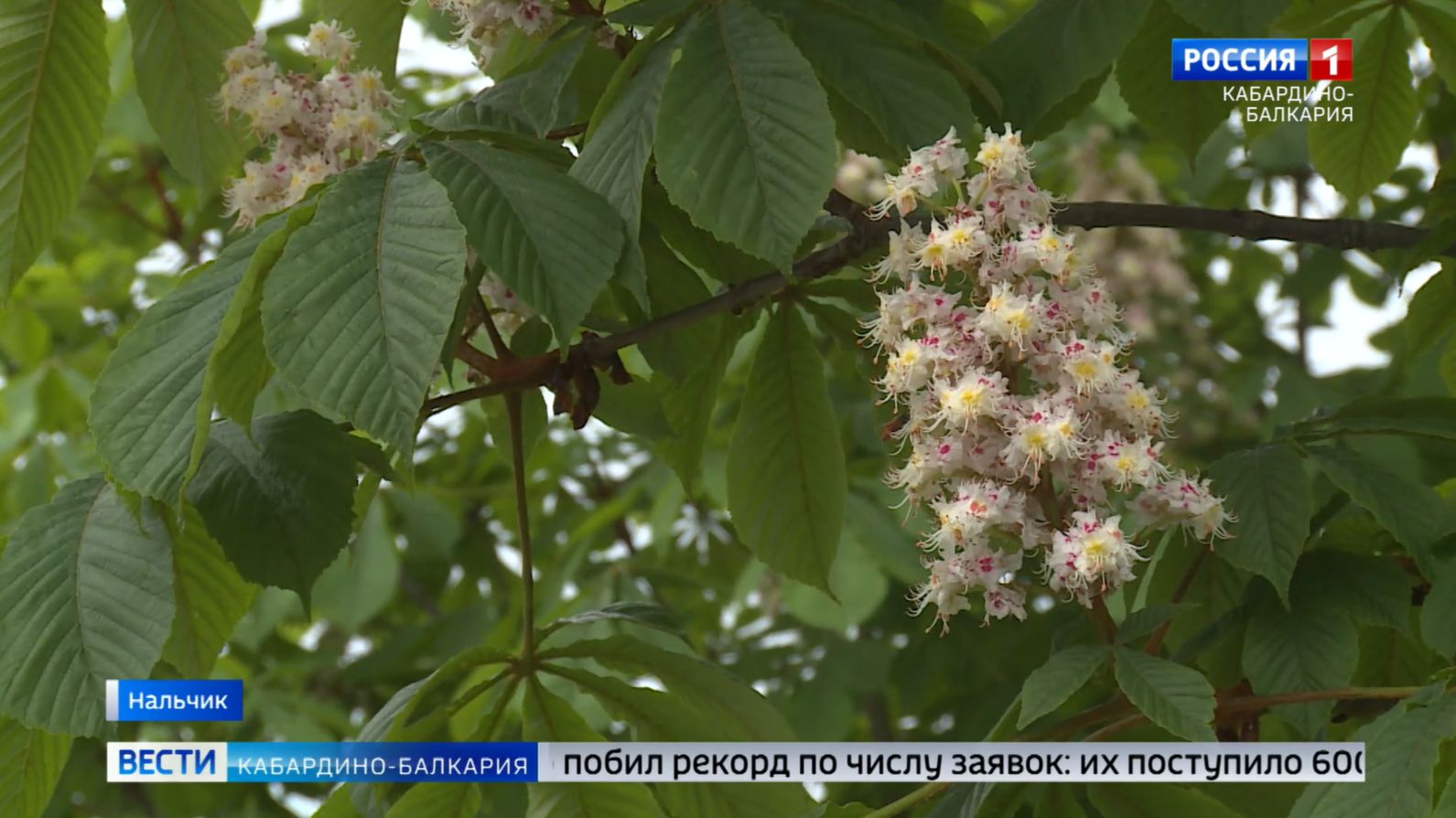 Май в Кабардино-Балкарии претендует на звание самого дождливого месяца в году