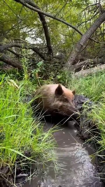 Клип @meowtaverse