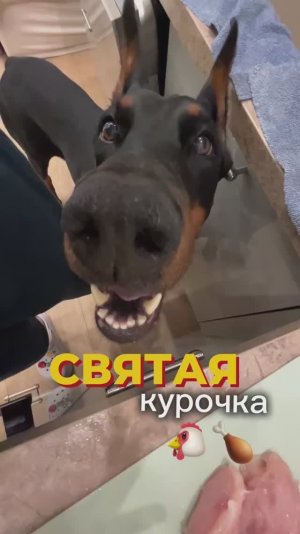 СВЯТАЯ КУРИЦА 🍗🐔