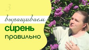 Особенности ВЫРАЩИВАНИЯ СИРЕНИ для ОБИЛЬНОГО ЦВЕТЕНИЯ