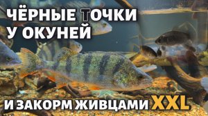 ЗАКОРМ КРУПНЫМИ ЖИВЦАМИ И РАЗГОВОР ПРО ЧЁРНЫЕ ПЯТНА У РЫБ