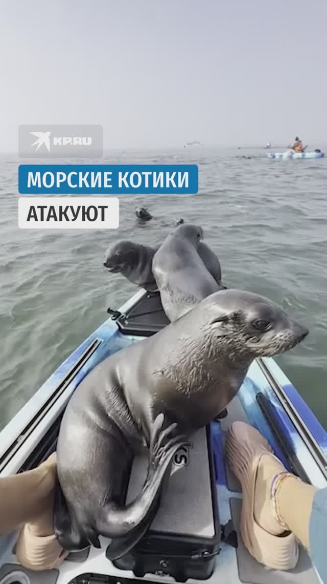 Морские котики атакуют