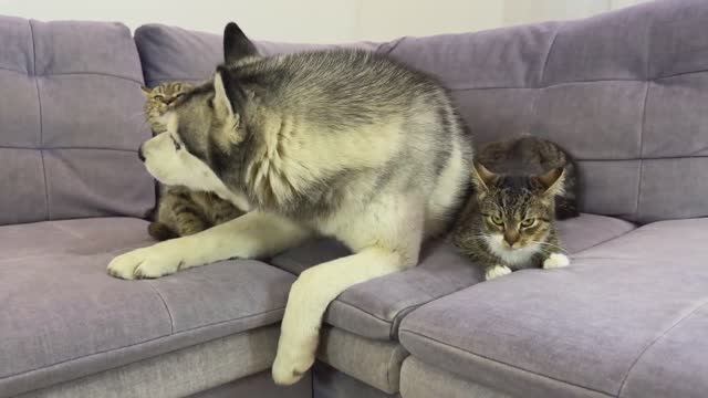 Очаровательный хаски требует ласки от милых котят… Его реакция бесценна!