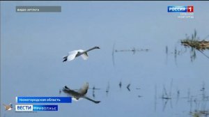 Спокойствие Артемовских лугов нарушил лишь изящный прилет лебедя