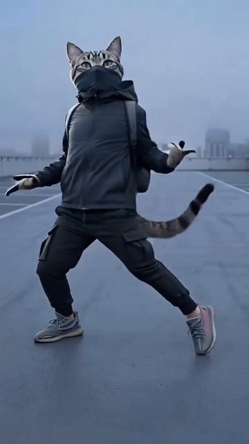 Котики