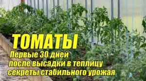 Томаты за 30 дней: подвязка, пасынкование, полив - все по делу.