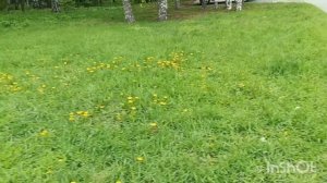 Пройдёмся по Кольцово под звон колоколов /замёрзли Грецкие орехи/ красивая покупочка