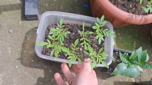 Моя рассада после пикировки🌱👀