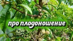 Заставь их плодоносить, обрываем лишние персики, киви хлорозит